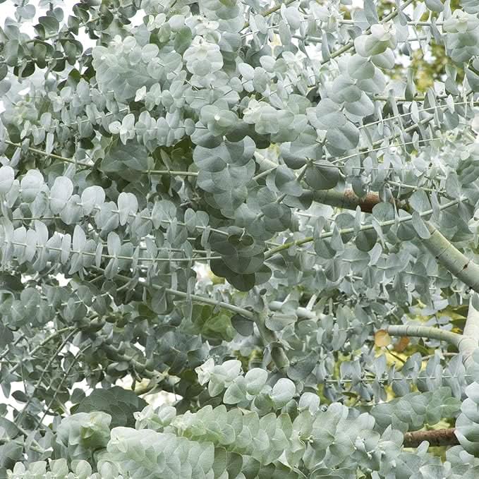white silver flower seeds