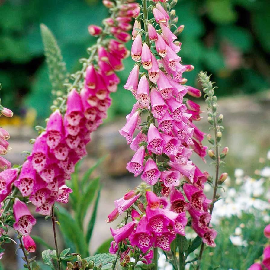 foxglove for flower seeds