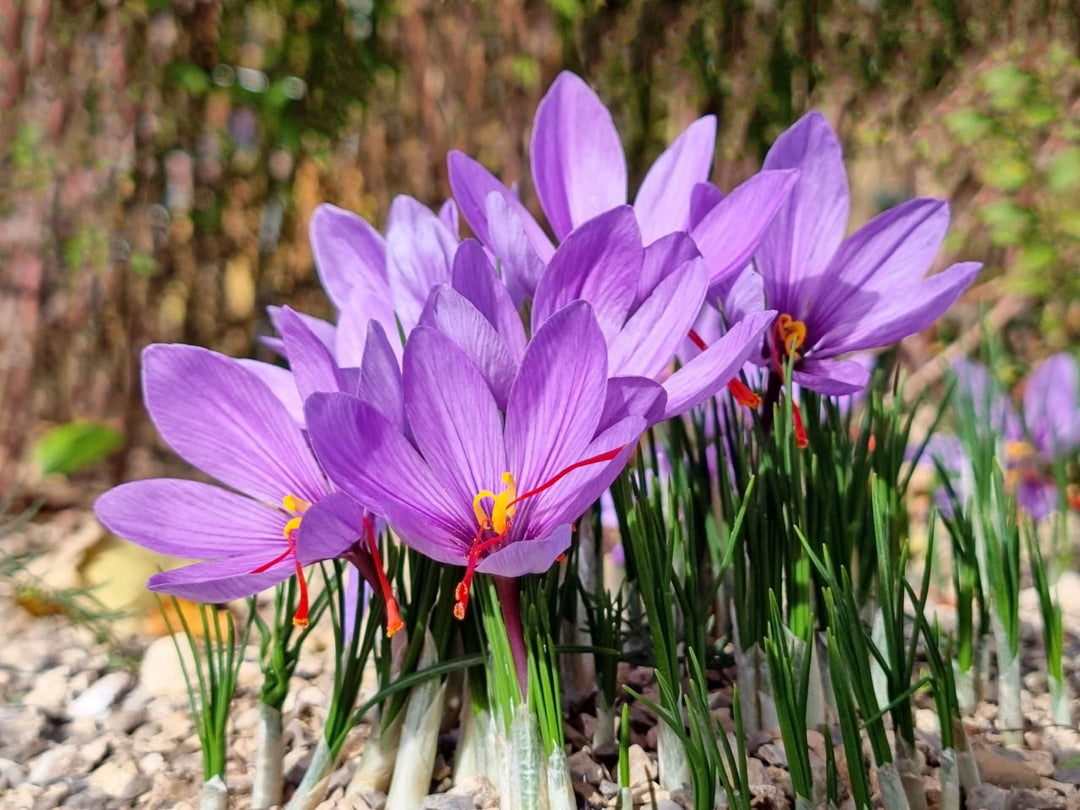 saffron crocus flower seeds