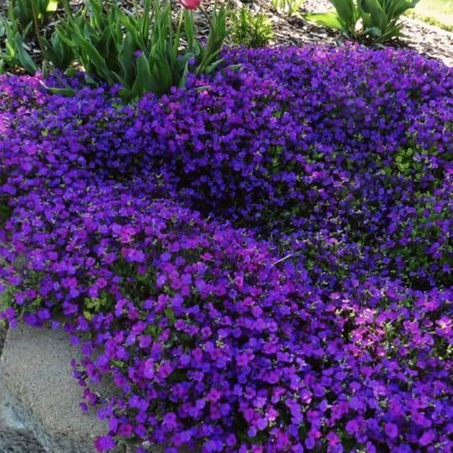 Klippekarse Blomsterfrø til udplantning - Mørkviolet 100 stk