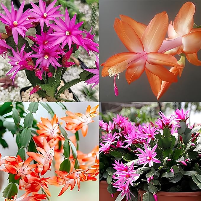 Rainbow Schlumbergera Zygocactus Plantefrø til udplantning 100 stk