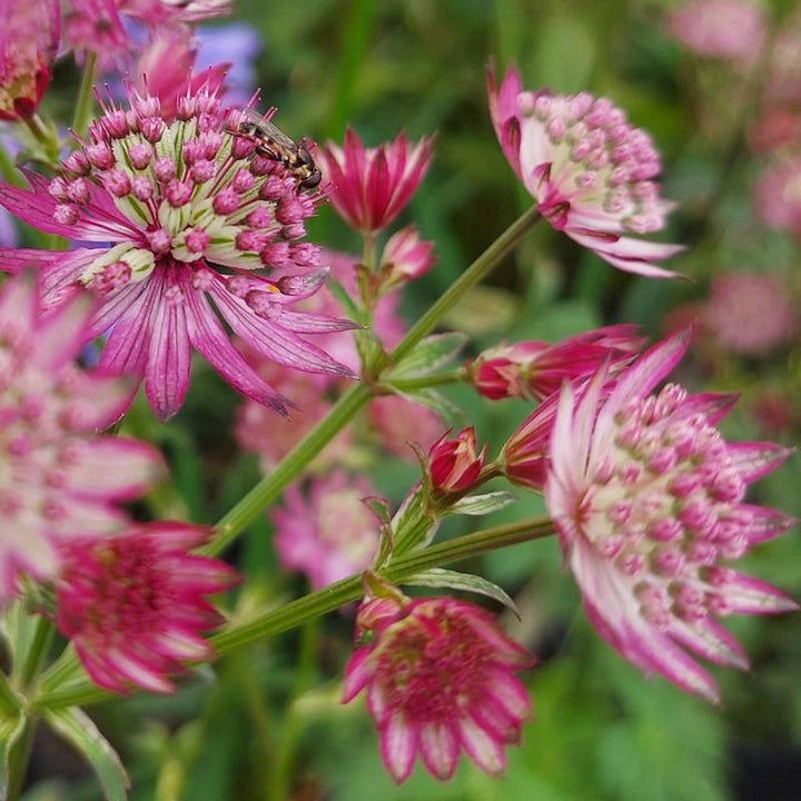 Astrantia Pincushion Flower Seeds for Planting - 100 pcs