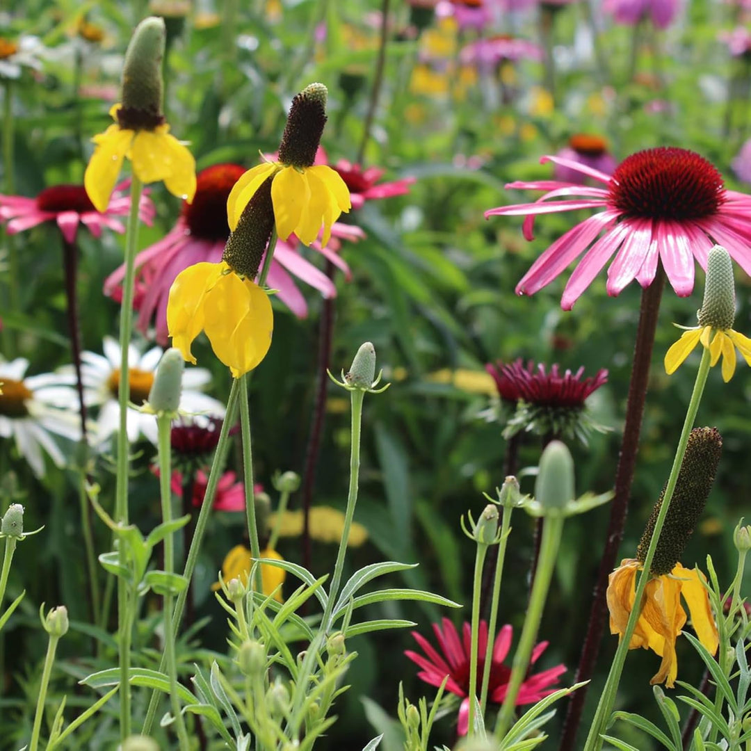 wildflower mixed flower seeds