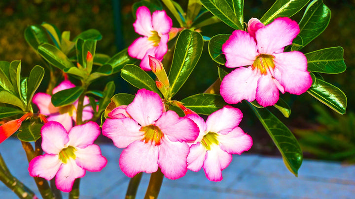 Pink White Adenium Flower Seeds for Planting - 100 pcs