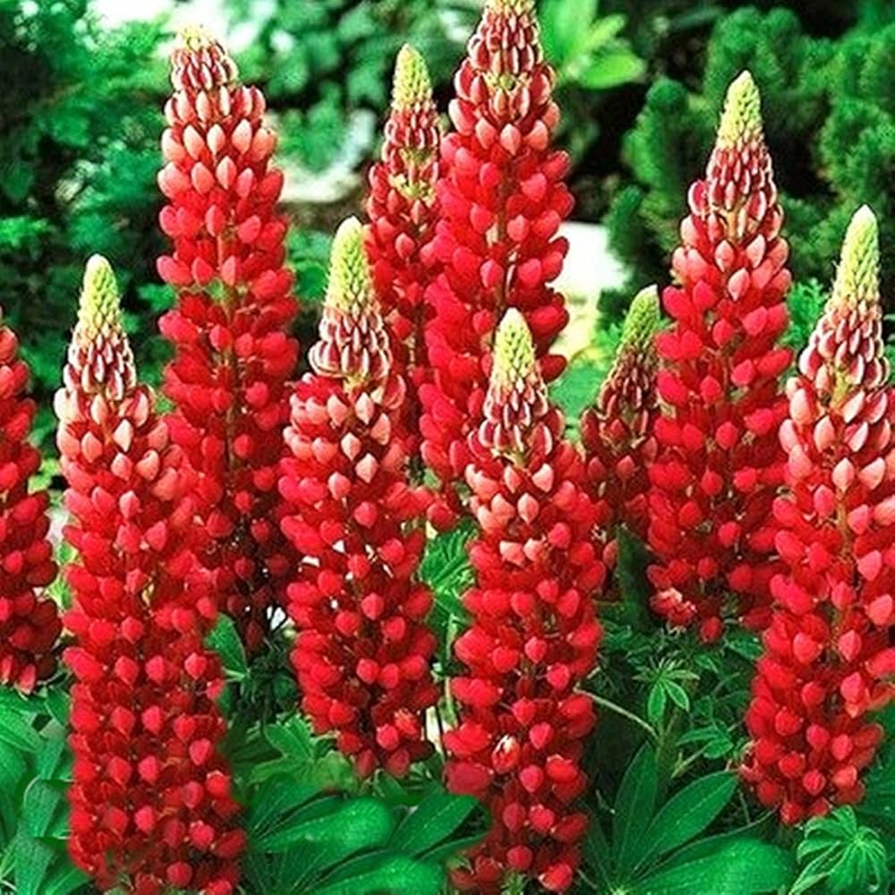 Red Lupin Plant Seeds for Planting - 100 pcs