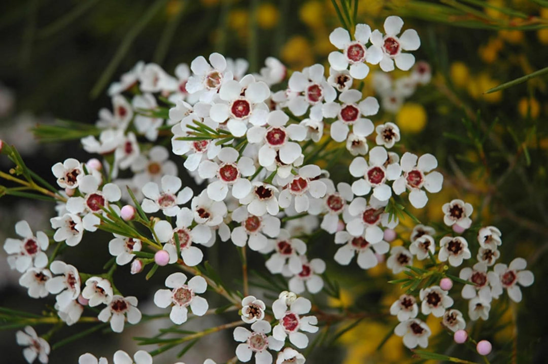 geraldton flower flower seeds