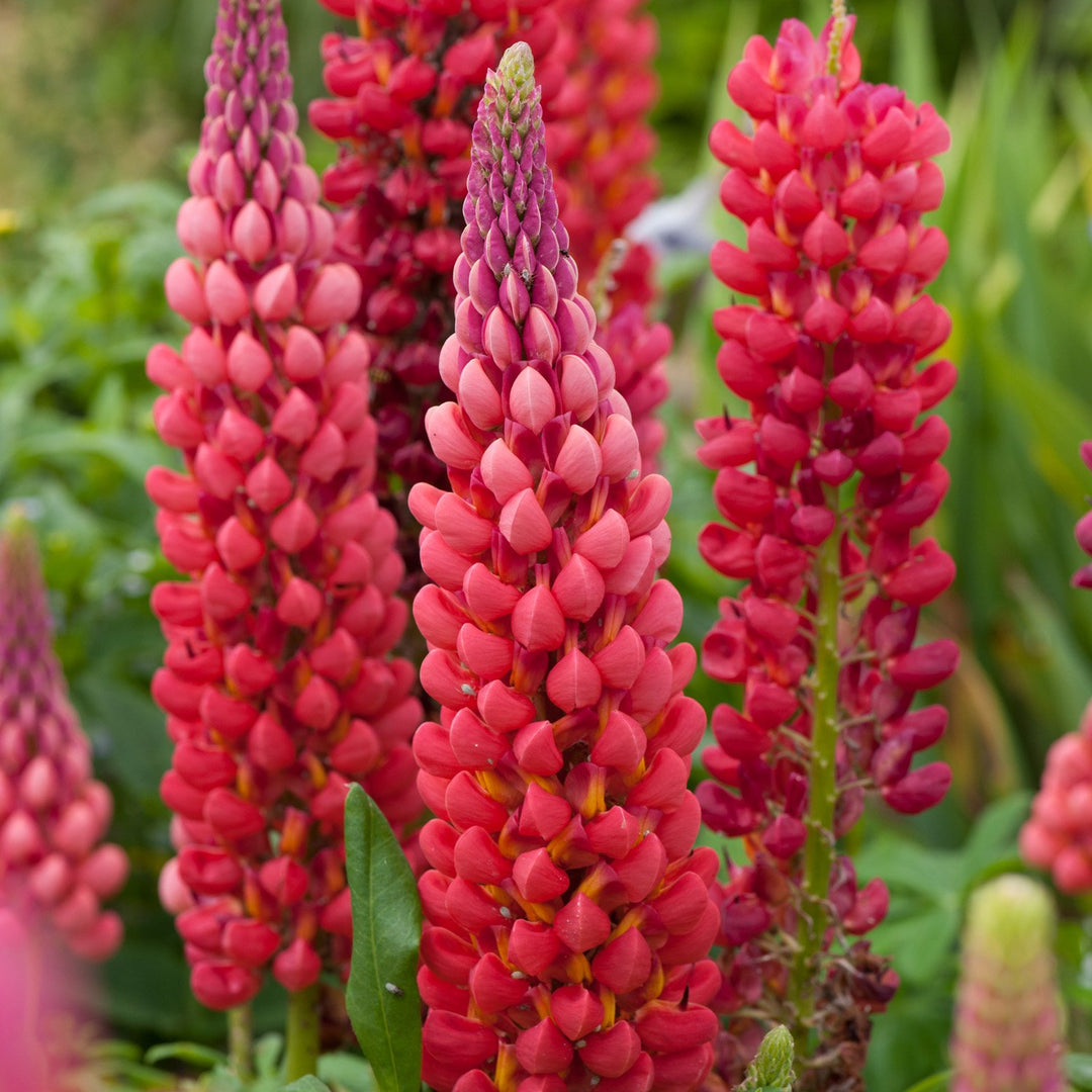 Red Lupin Plant Seeds for Planting - 100 pcs