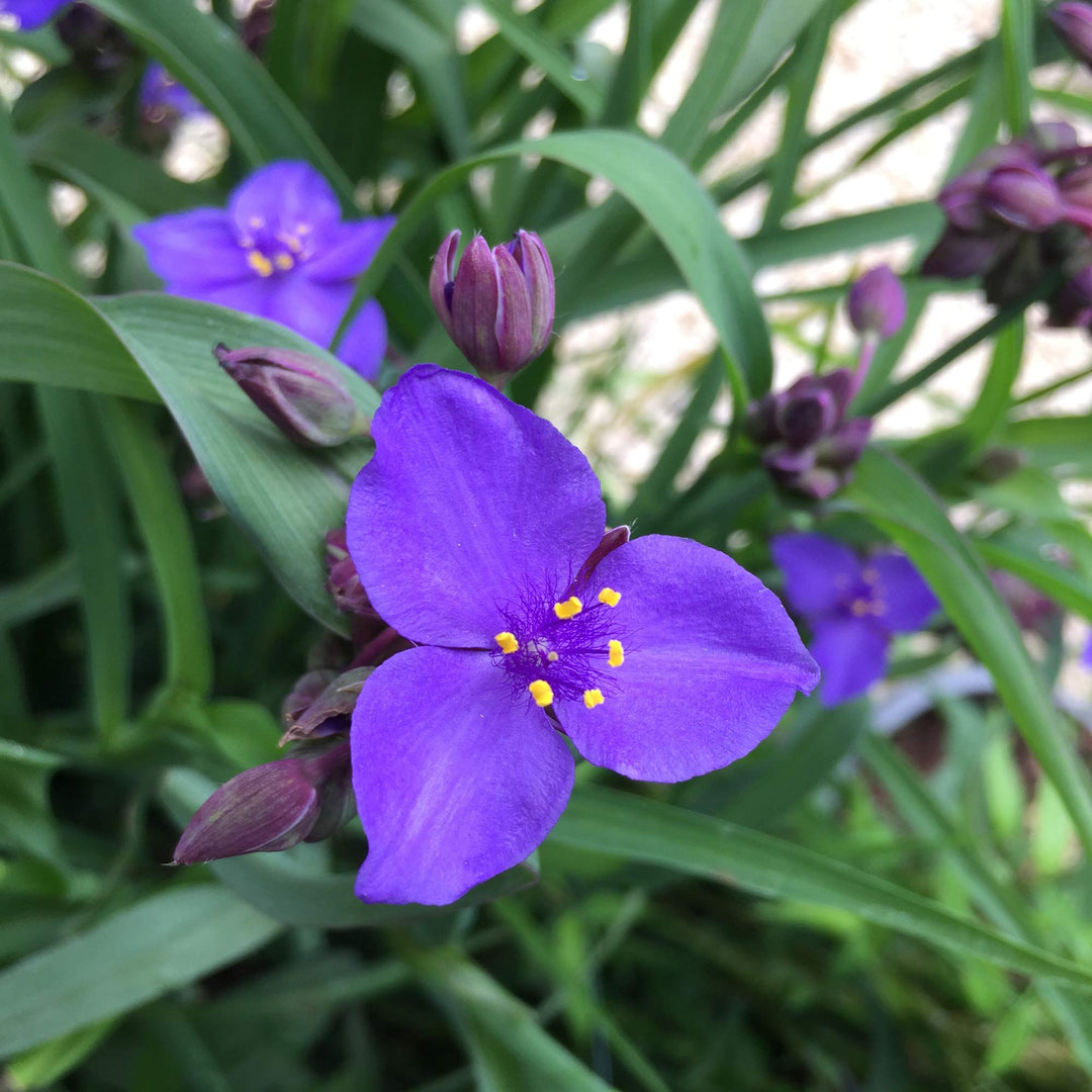 Blå Tradescantia blomsterfrø til plantning - 100 stk