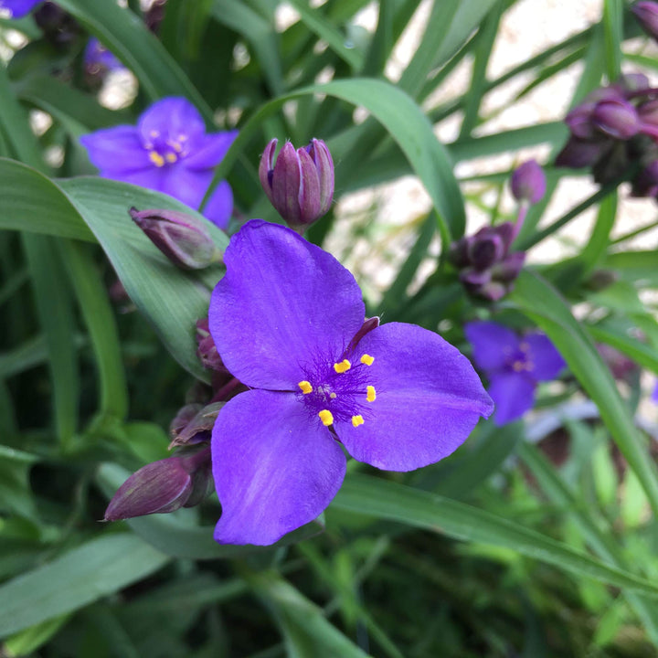 Blue Tradescantia Flower Seeds for Planting - 100 pcs