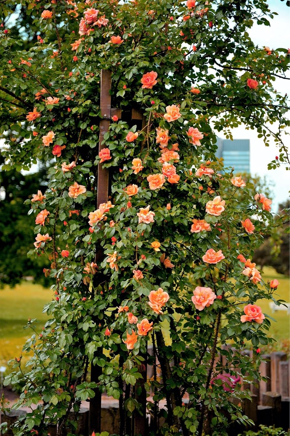 climbing rose seeds Light Orange Climbing Rose Seeds for Planting – Heirloom, Non-GMO, 100 pcs, High Germination Garden Seeds