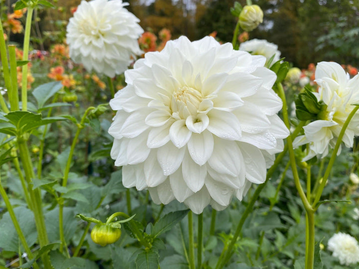 Hvide Svane Dahlia Blomsterfrø til udplantning, 100 stk