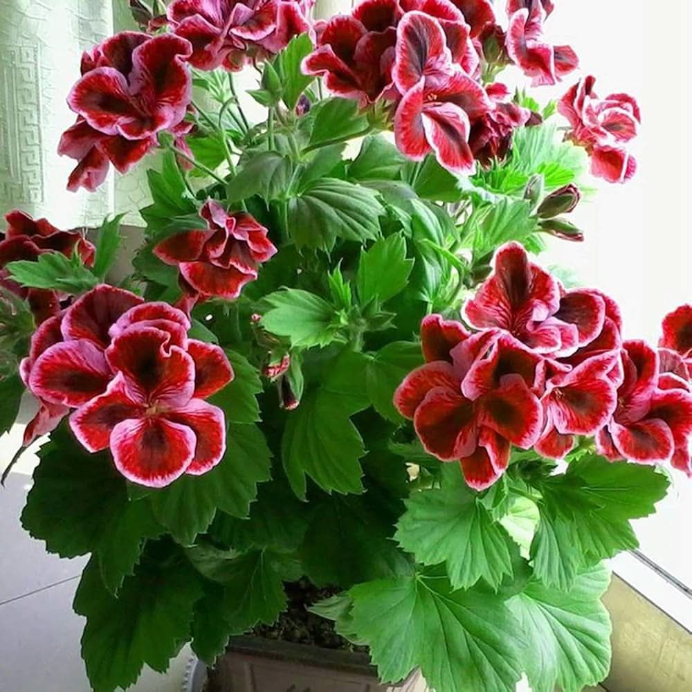 red geranium flower seeds