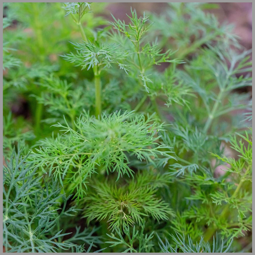 Green Dill Herb Plant Seeds for Culinary and Aromatic Gardens