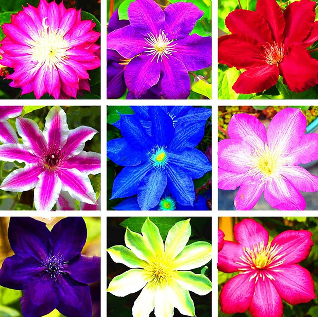 clematis clematis flower seeds