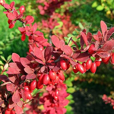 Red Pyracantha Fortuneana Plant Seeds for Planting - 100 pcs