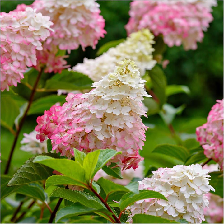 Heirloom White Pink Hydrangea Flower Seeds, Non-GMO Lush Blooms for Planting