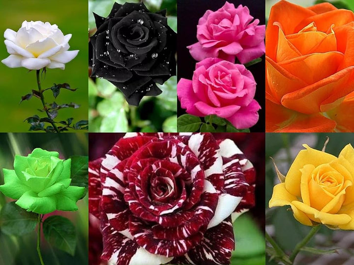 Germany Rose Flower Seeds for Planting - Mixed Colors 100 pcs