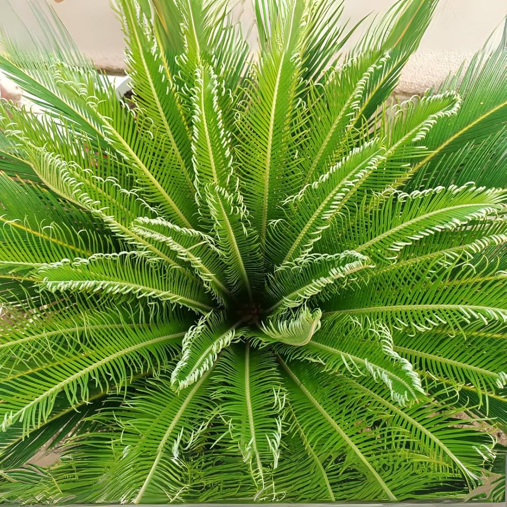 Green Cycads Planting Seeds for Garden 100 pcs