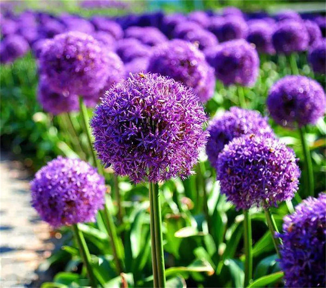 violet pink flower seeds