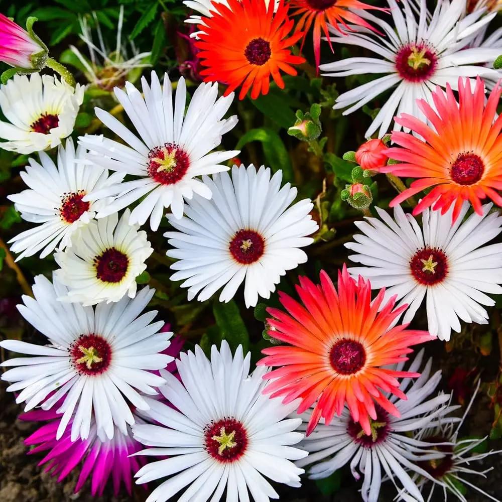 mischfarbe flower flower seeds