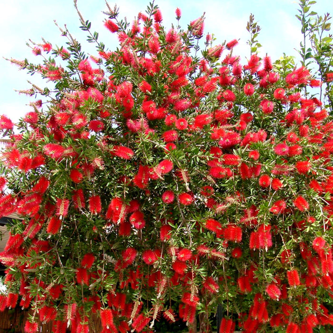 Heirloom Non-GMO Bottle Brush Flower Seeds for Planting – Vibrant GreenWill Garden Blooms | High Germination