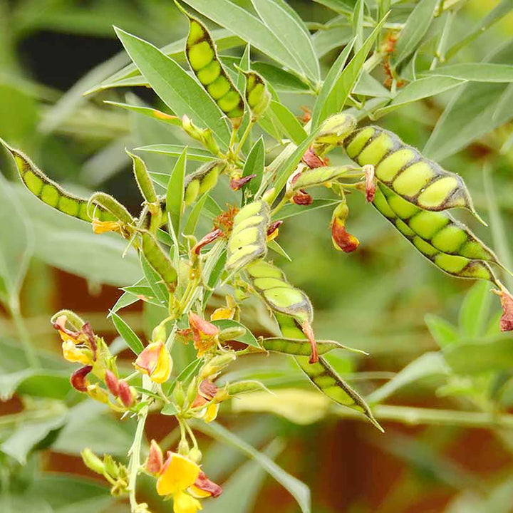 Gul Cajanus Cajan Blomsterfrø til udplantning - 100 stk