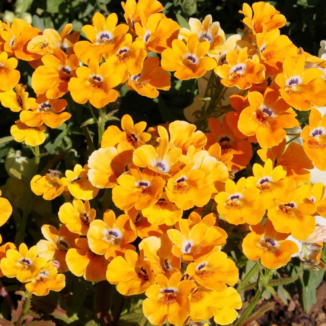 orange nemesia flower seeds