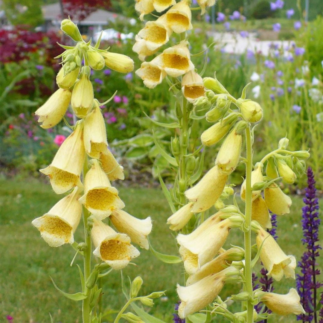 yellow yellow flower seeds