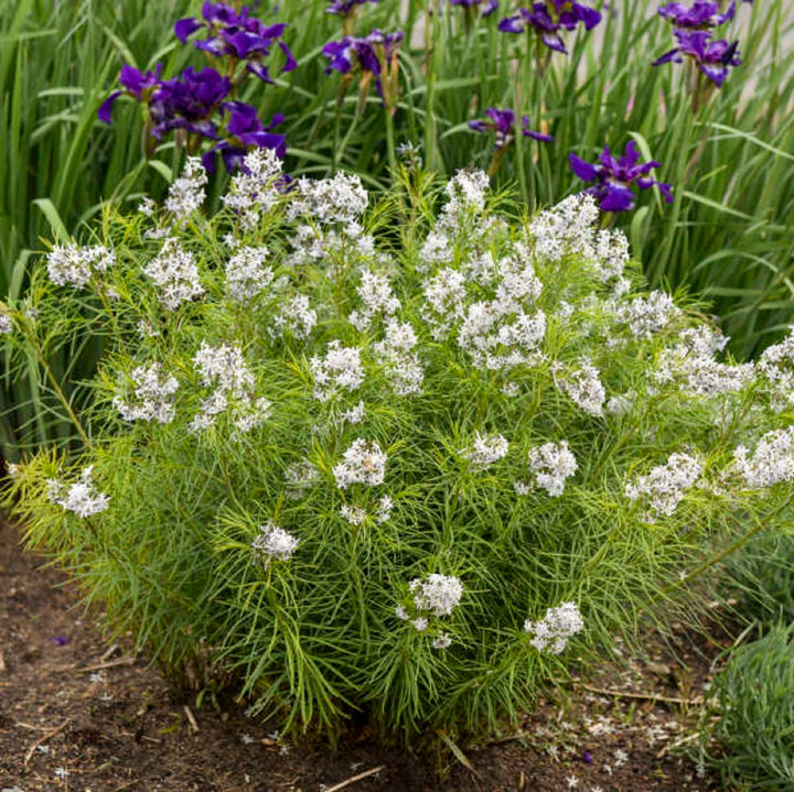 Amsonia Hubrichtii Bluestar Blomsterfrø til udplantning 100 stk