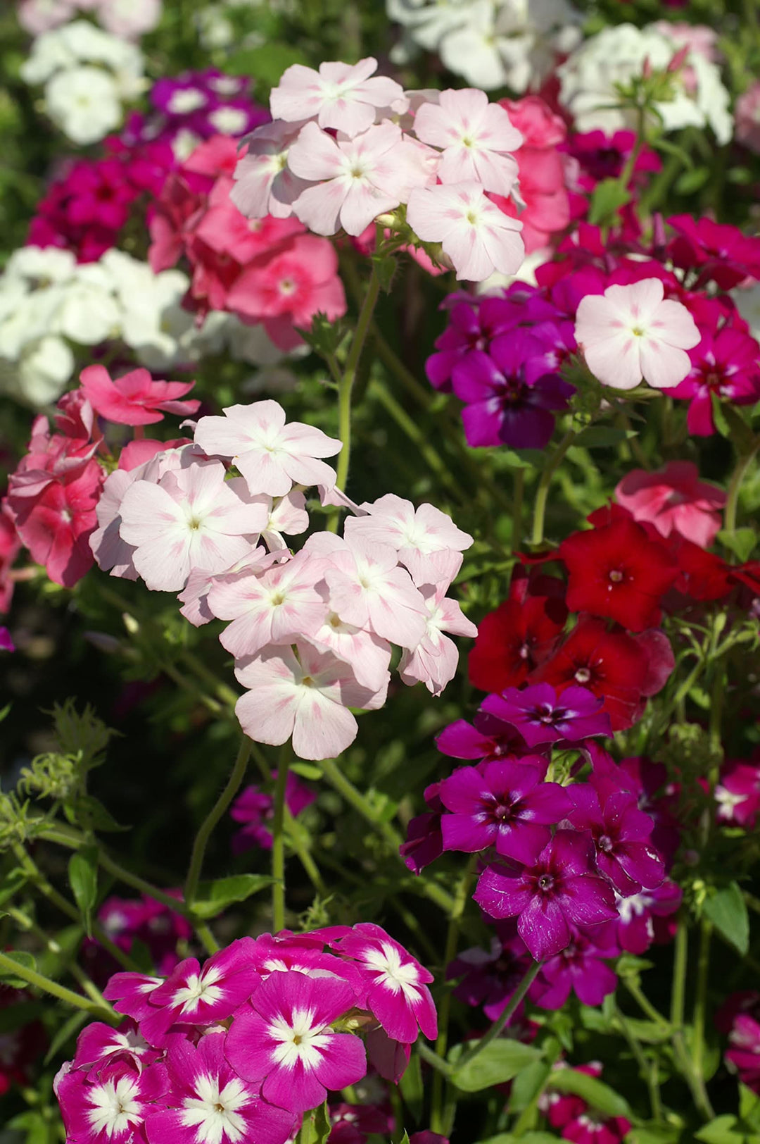 phlox mixed flower seeds