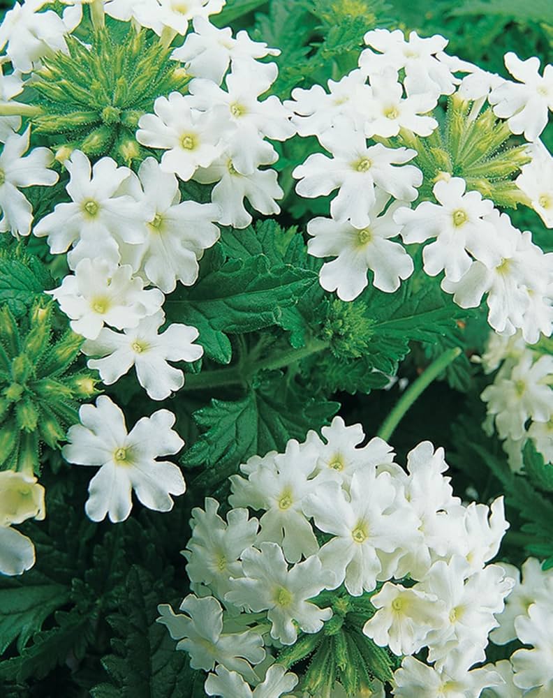 white heras flower seeds