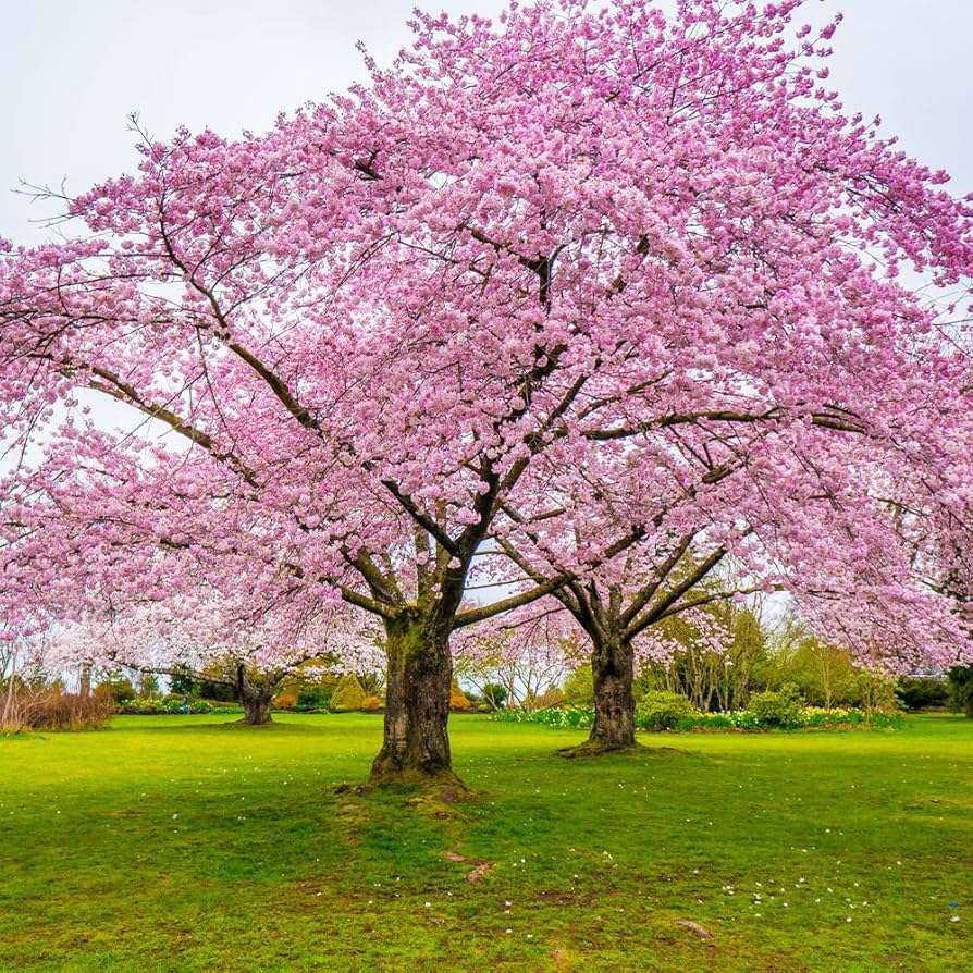 Japanese Sakura Bonsai Cherry Blossom Planting Indoor And Outdoor Garden Flower Seeds