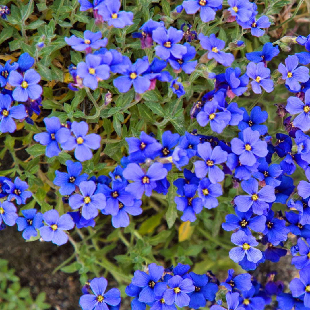 blue heirloom flower seeds