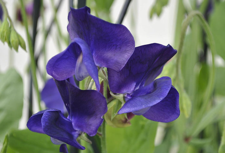 Flower Seeds, Seeds for Planting, Plant Seeds