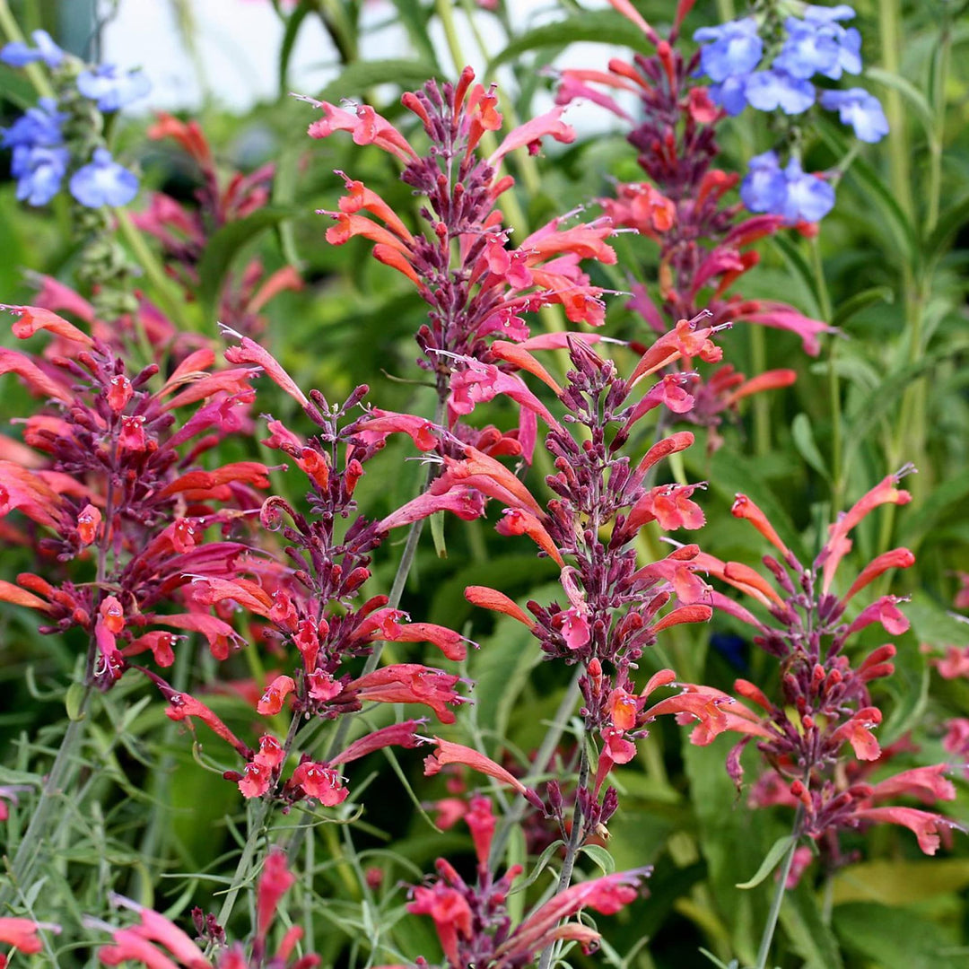 hummingbird mint flower seeds
