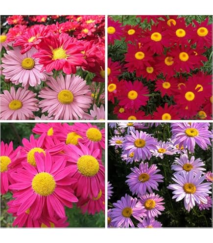 chrysanthemum robinsons flower seeds