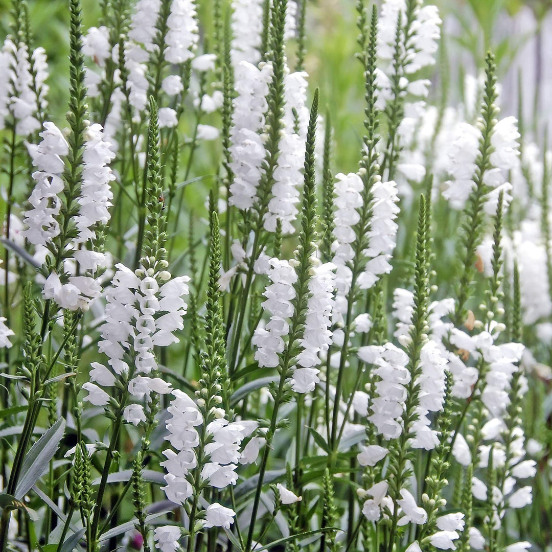 white obedient flower seeds