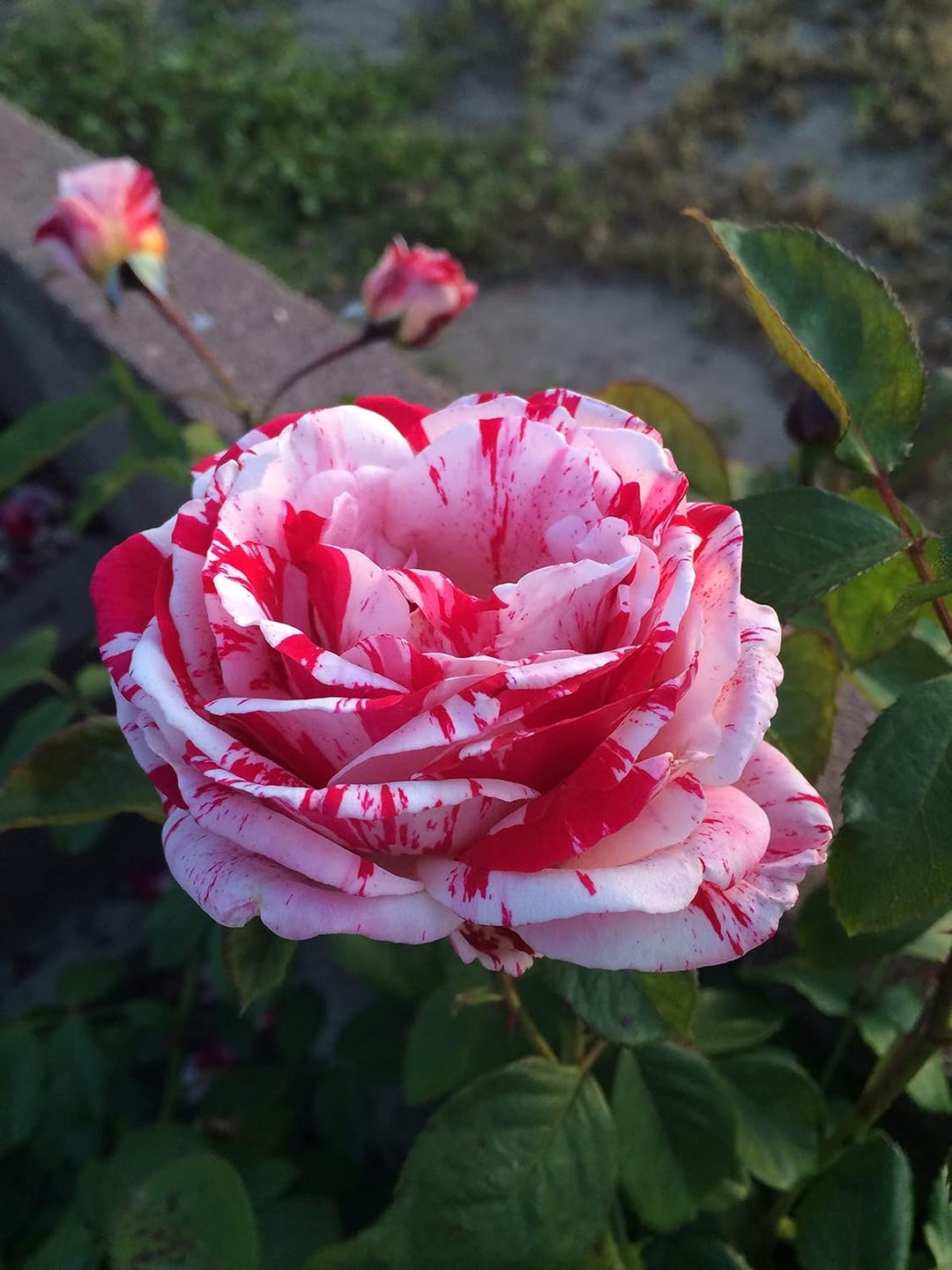 white pink flower seeds
