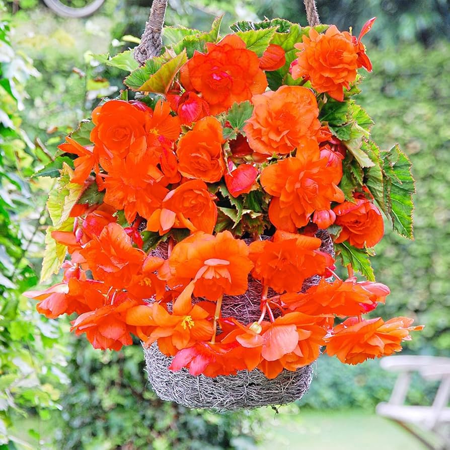 Gloxinia Flower Seeds Orange for Planting - 100 pcs