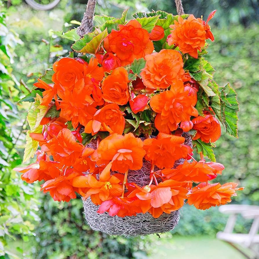 orange gloxinia flower seeds