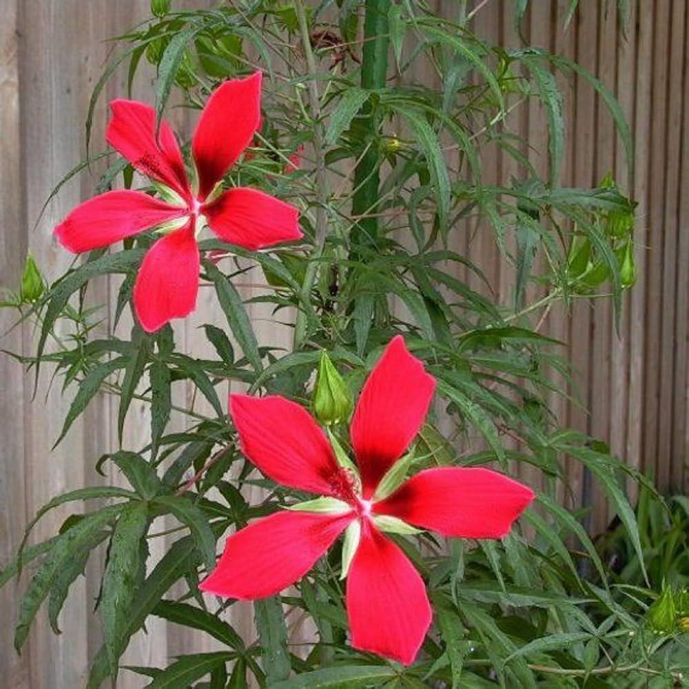 red red flower seeds