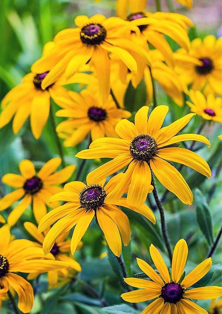 susane thunbergia flower seeds