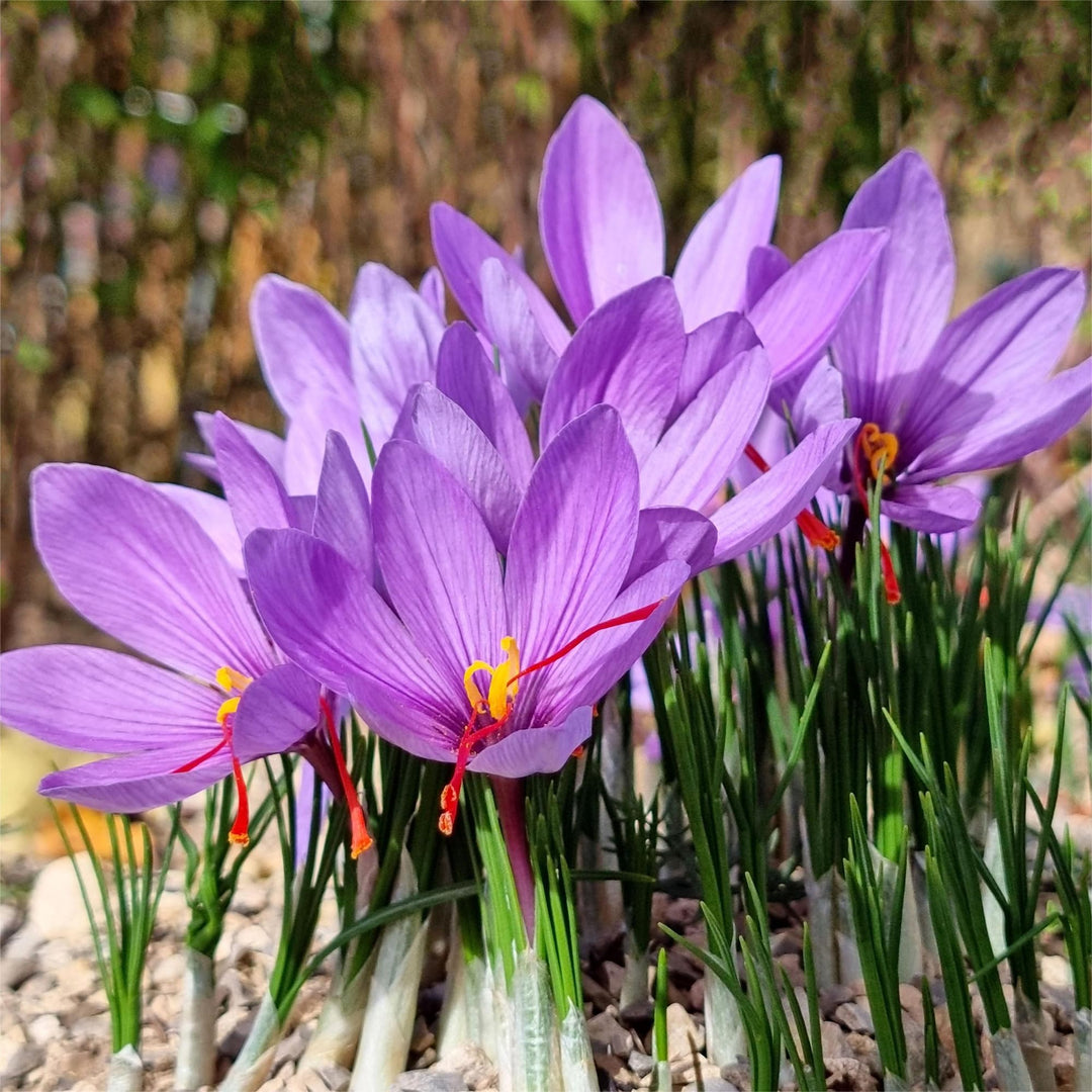 Heirloom Non-GMO Crocus Sativus Flower Seeds for Planting – Saffron Producing Garden Blooms