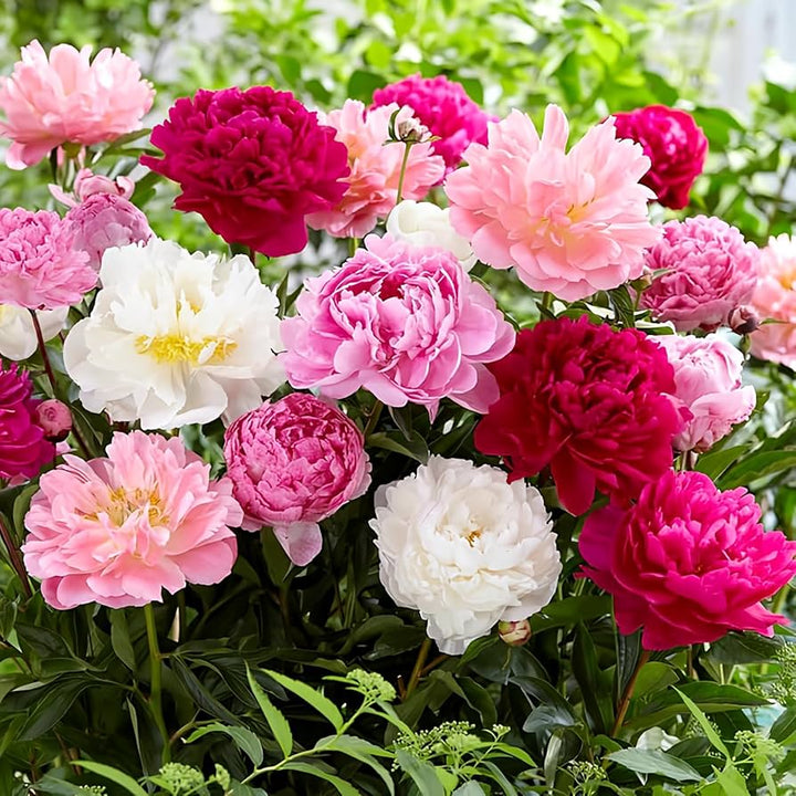 Peony Bonsai Planting Paeonia Flower Bed And Mixed Color Garden Flower Seeds Home