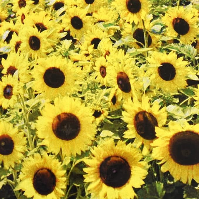 suttons sunflower flower seeds