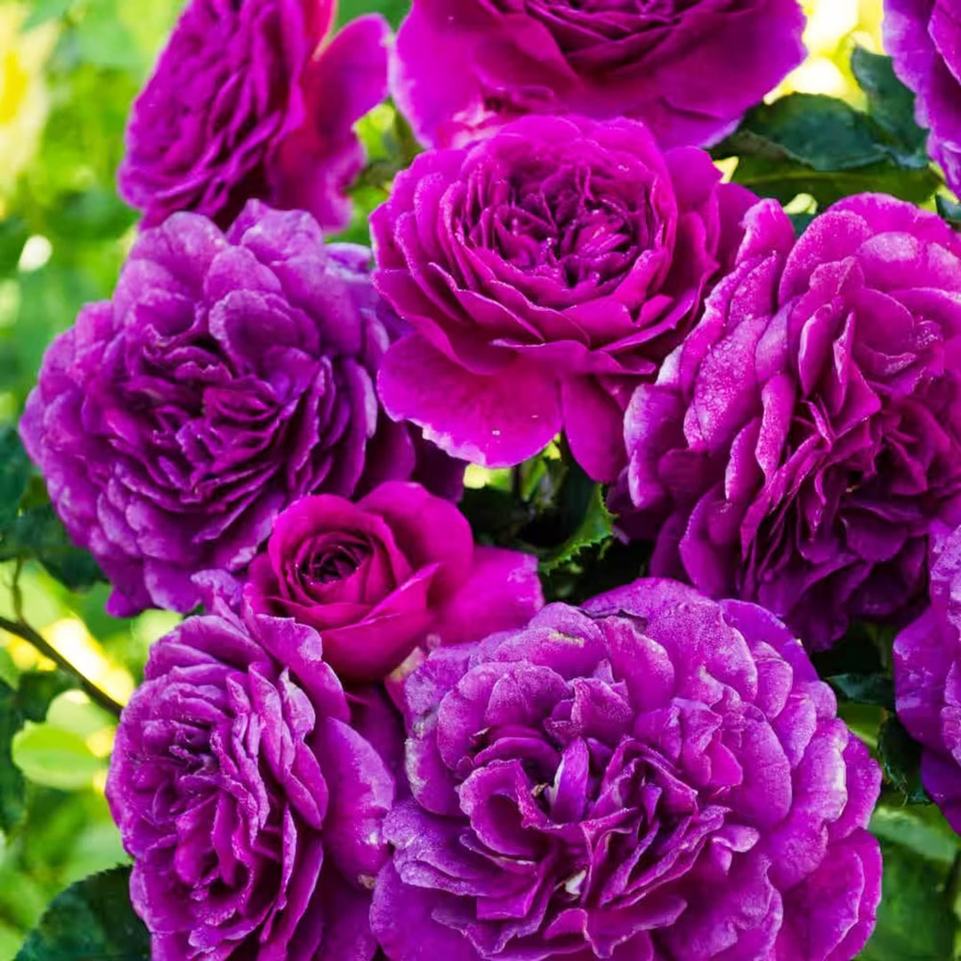 Ebb Tide Deep Purple Rose Blomsterfrø til udplantning 100 stk