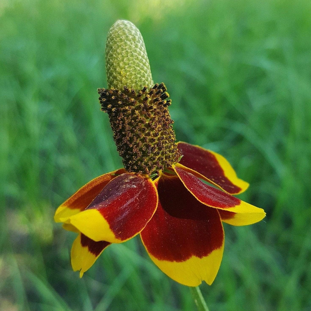 plant seeds hat Heirloom Hat Coneflower Seeds Non-GMO for Garden Planting Vibrant Drou – Neeraseeds