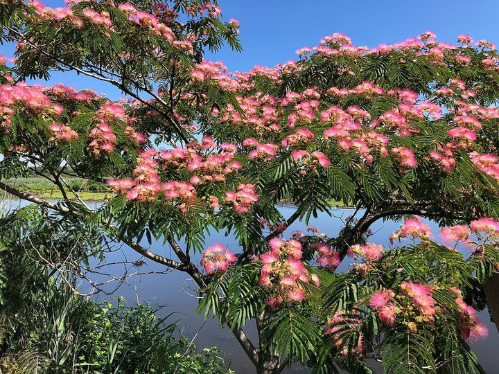 Heirloom Non-GMO Albizia Mimosa Flower Seeds – High Germination Organic Garden Seeds for Silk Tree Blooms