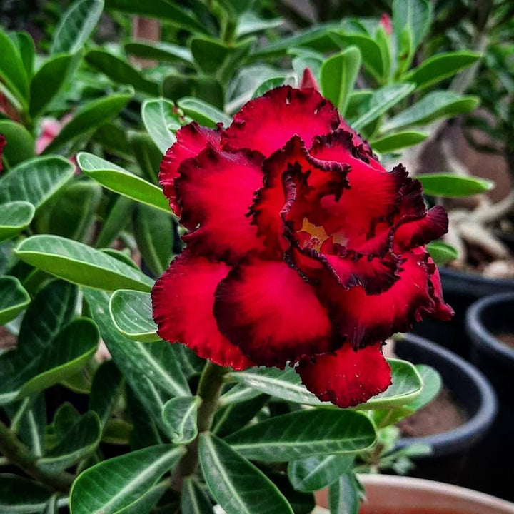 Adenium Blomsterfrø til udplantning, Sort Rød, 100 stk