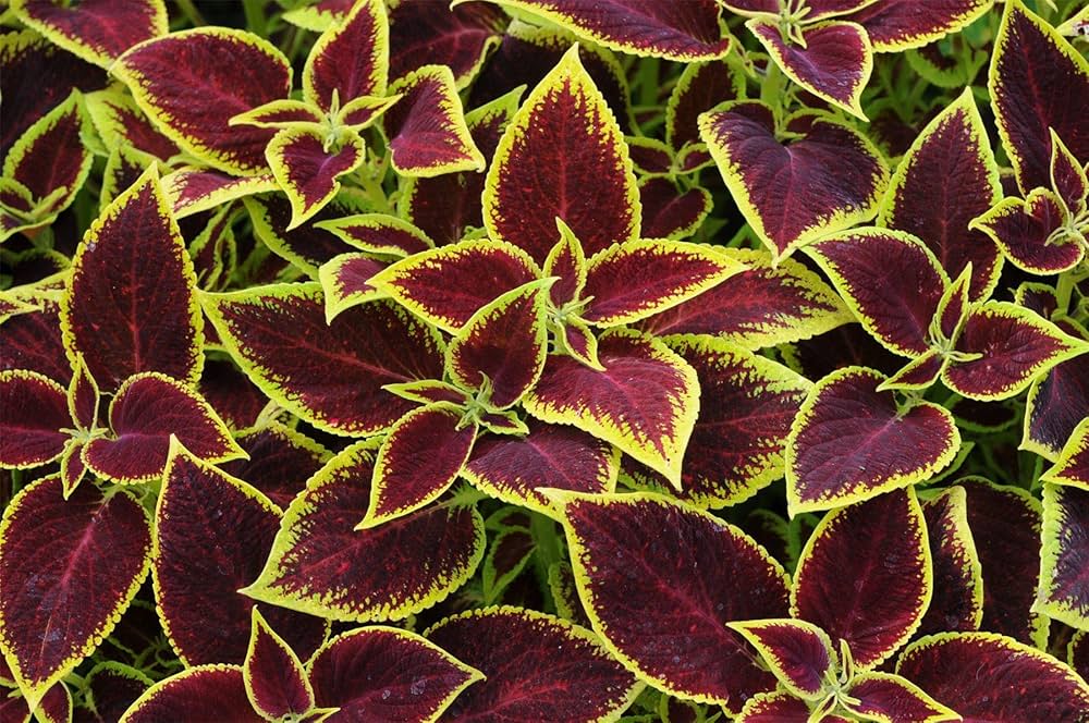 coleus plectranthus flower seeds